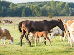 Stephen Monro-Raising Horses