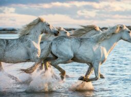 Stephen Monro- Horses