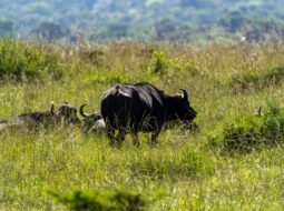 Why Preserving Wildlife Habitat Matters for Our Planet and Future