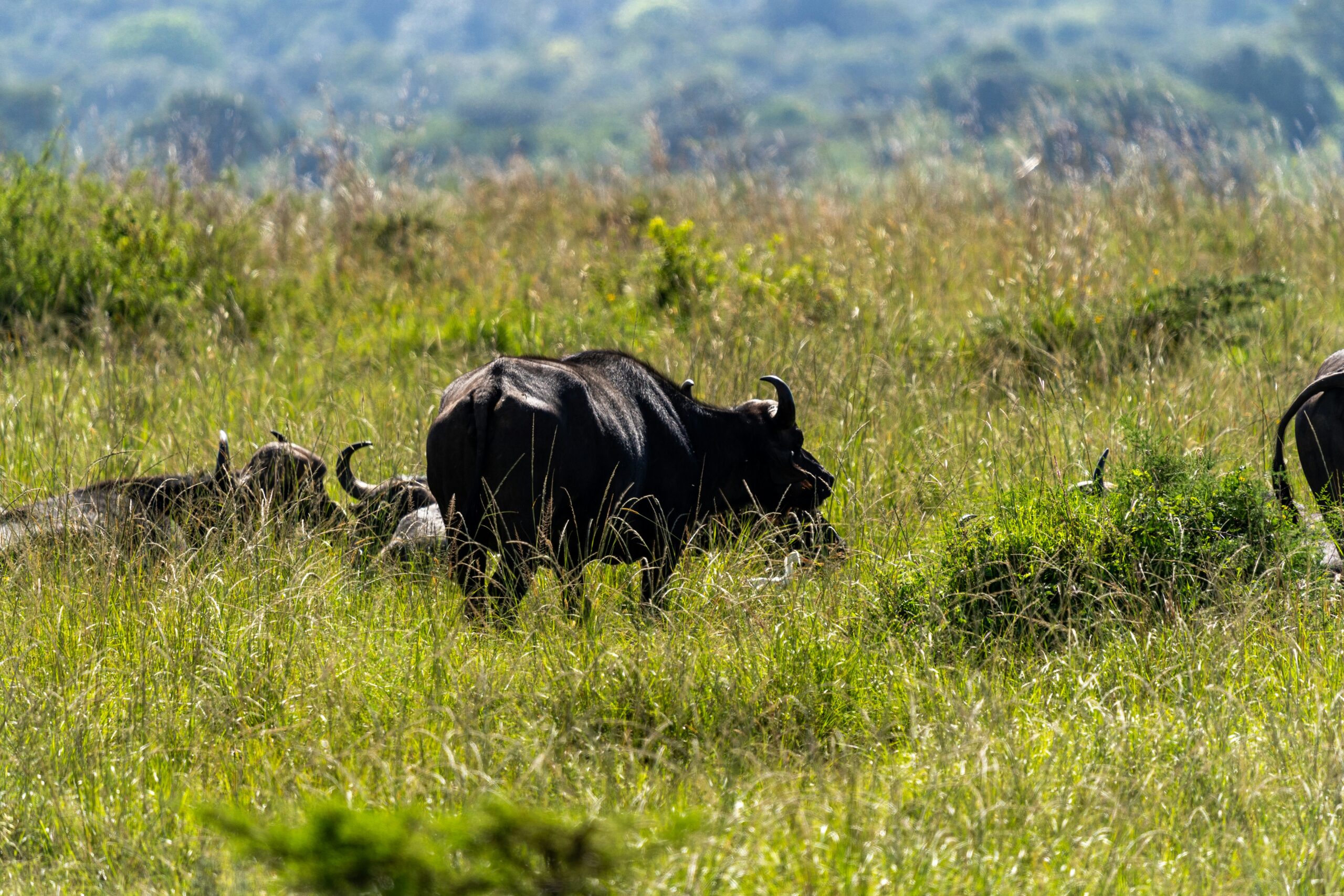 Why Preserving Wildlife Habitat Matters for Our Planet and Future