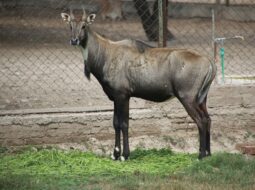 Stephen Monro- Wildlife Habitat