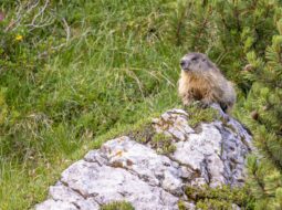 Stephen Monro:Natural Habitats